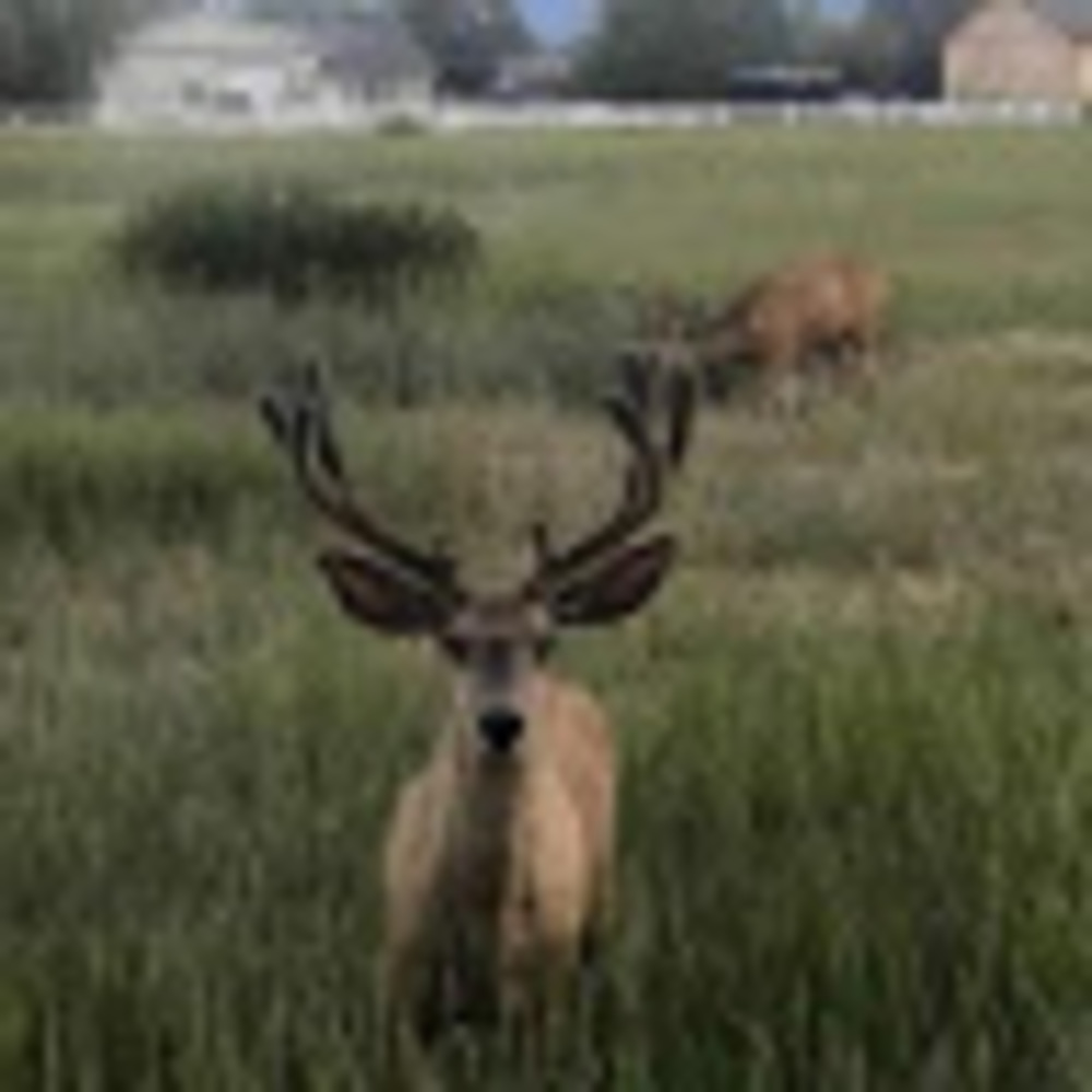 Meet your Posher, *the huntress